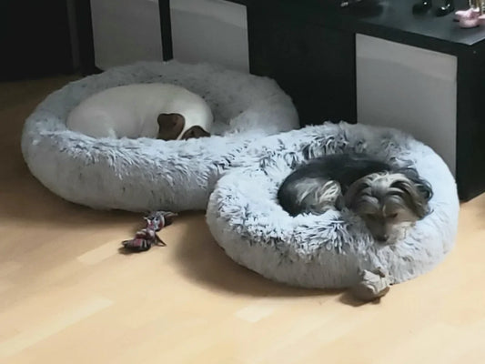 Dos perros acurrucados, cada uno en su propia cama donut gris claro.