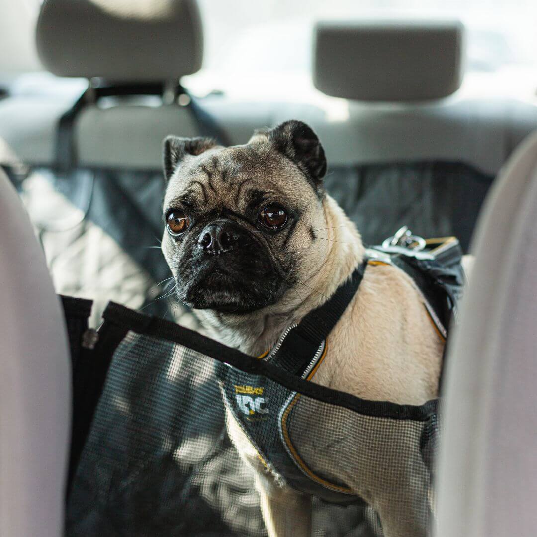 MrFluffyFriend - Funda Antideslizante Para Asiento De Coche Para Perros